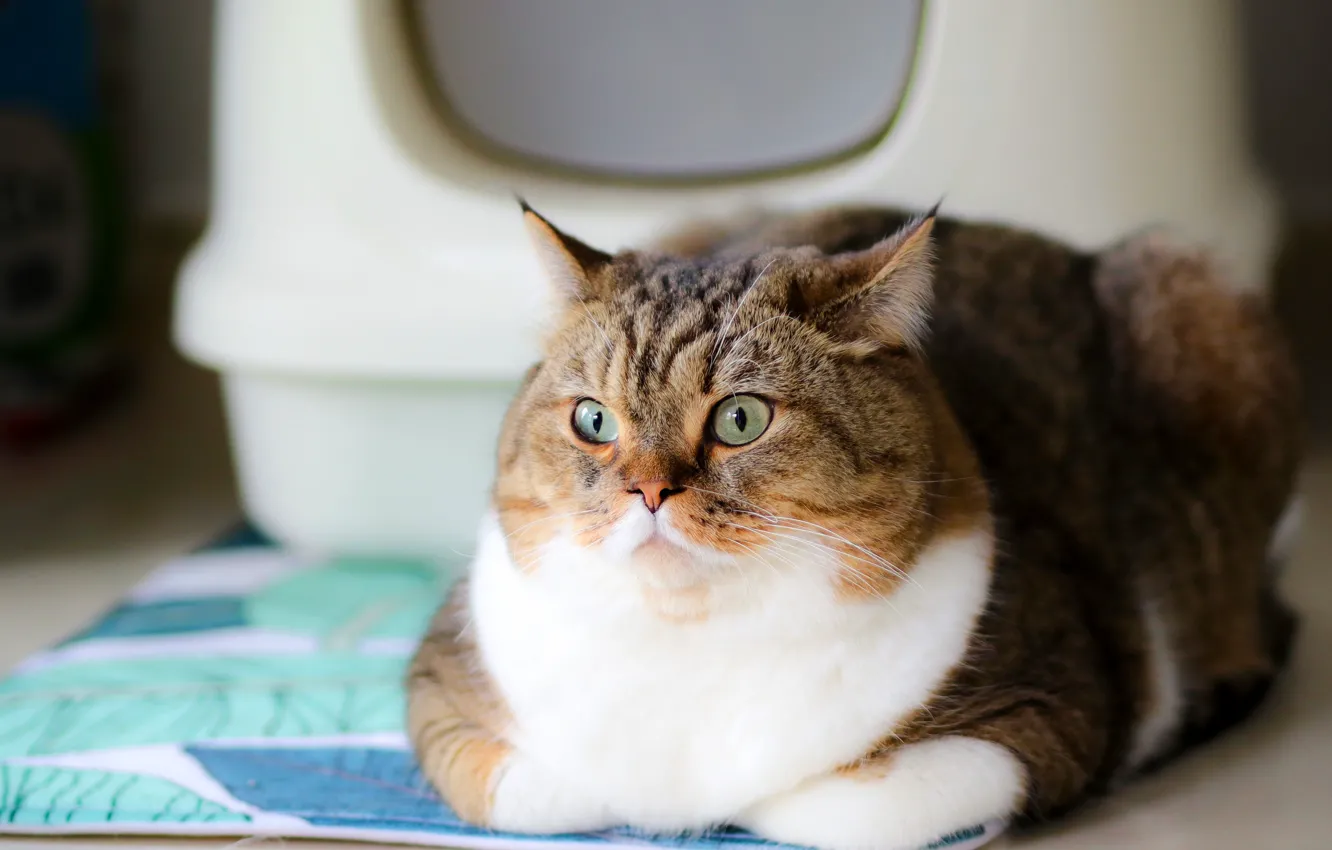 Photo wallpaper cat, cat, look, face, pose, Mat, the expression, cat house