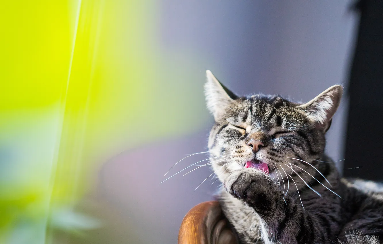 Photo wallpaper cat, cat, pose, face