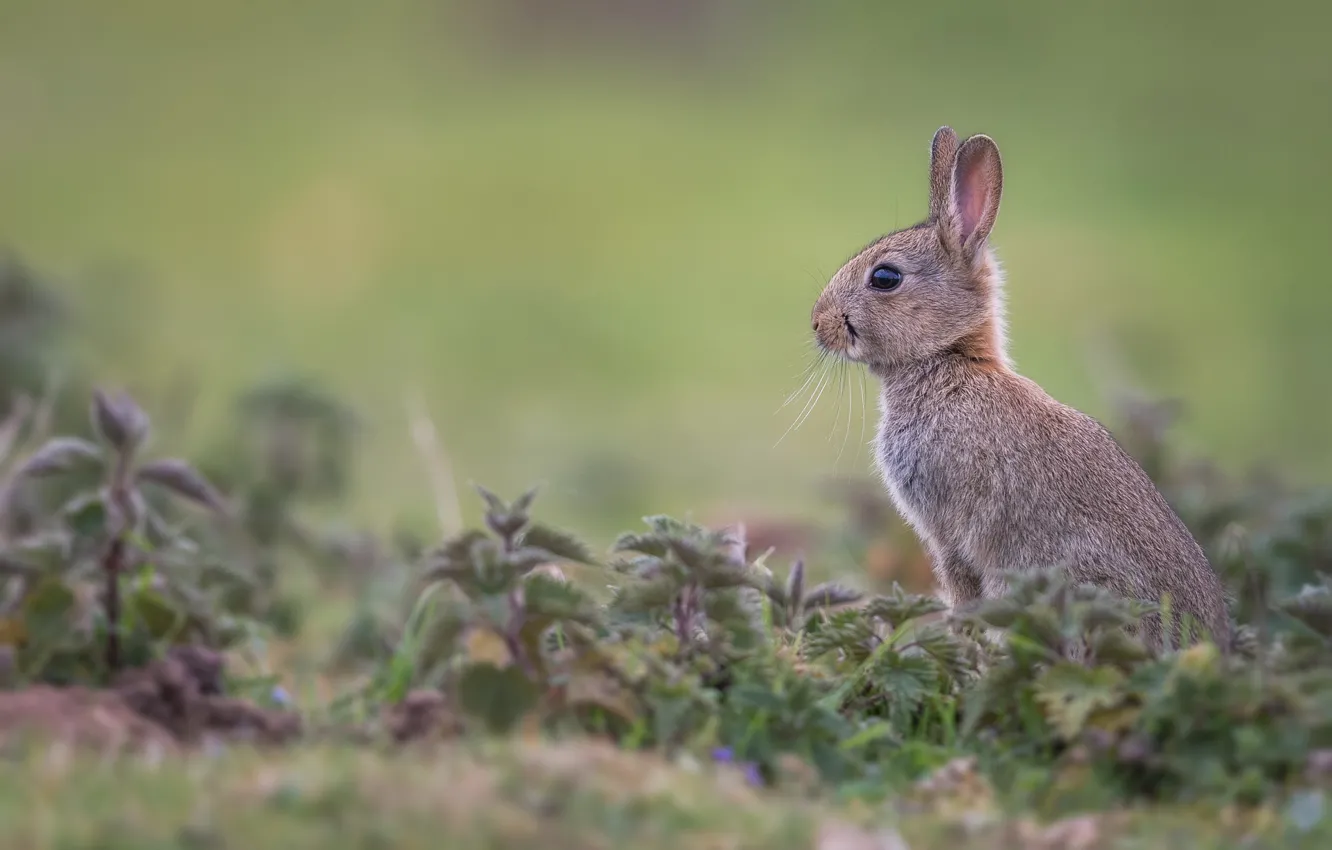 Photo wallpaper grass, rabbit, profile