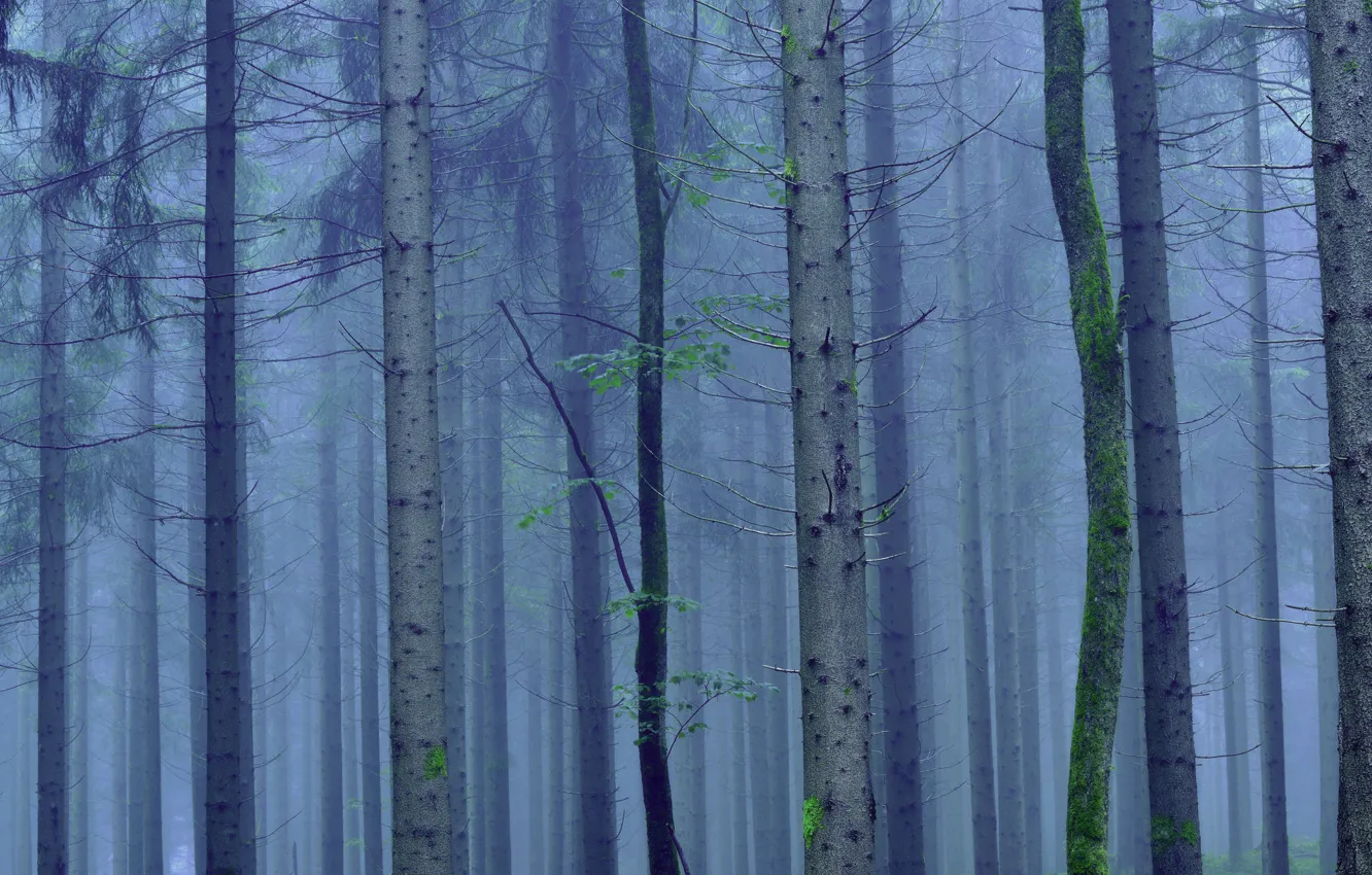 Photo wallpaper forest, trees, fog, trunk