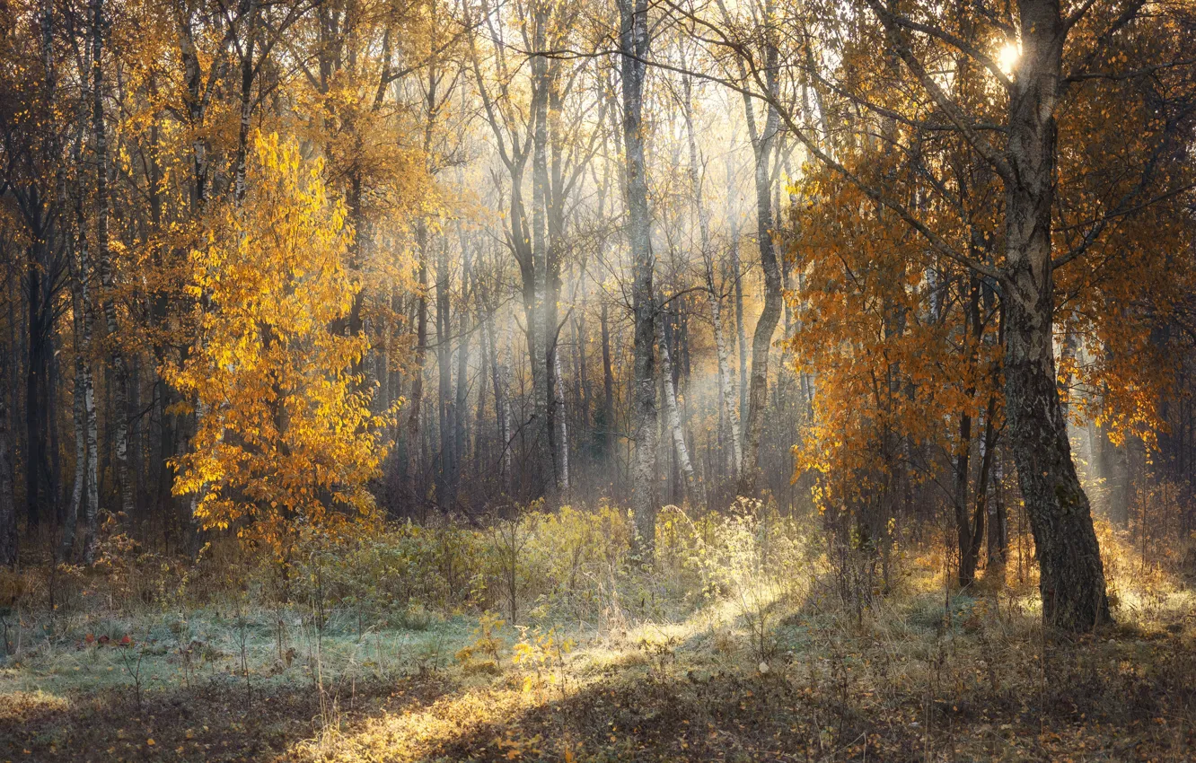 Photo wallpaper autumn, forest, the sun, rays, light, fog, glade, morning