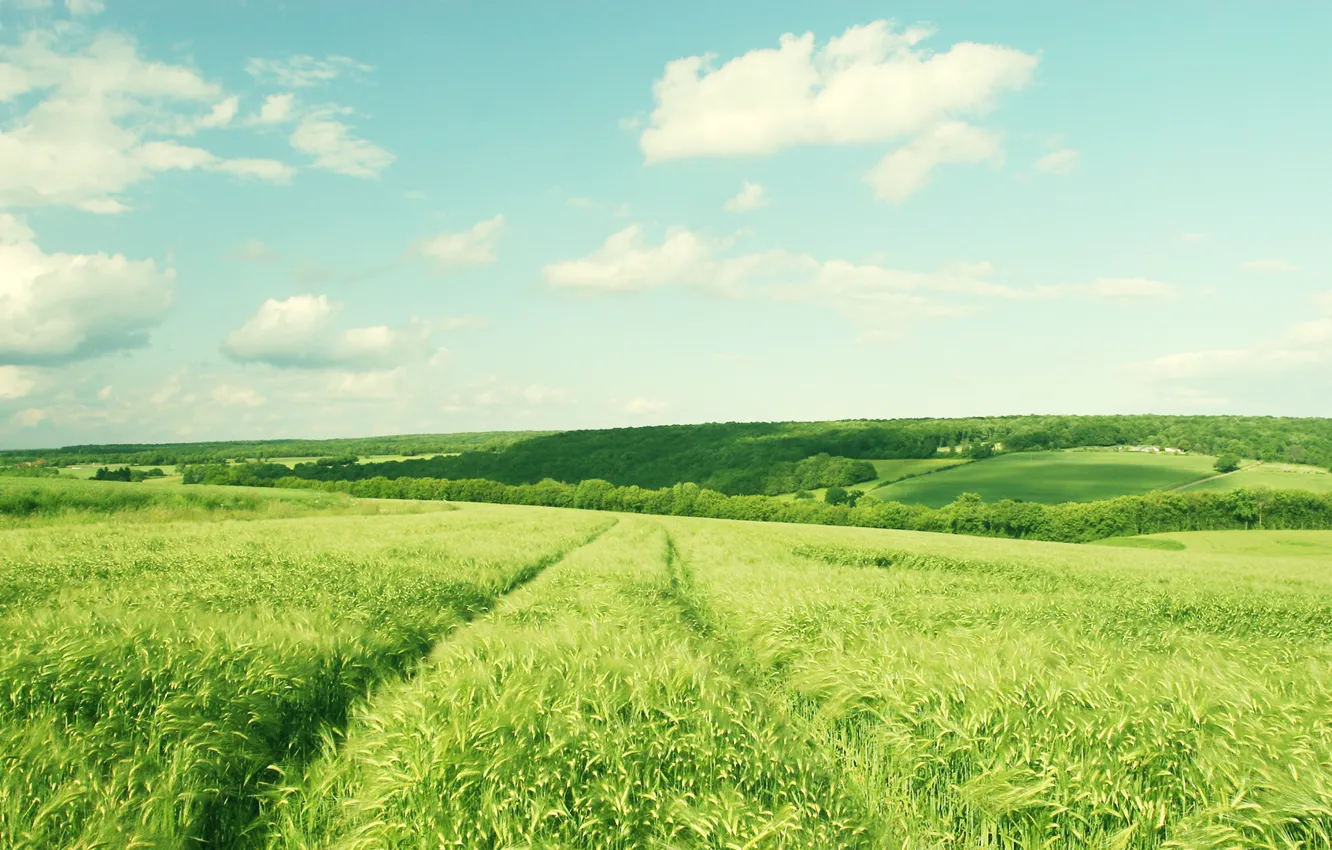 Photo wallpaper field, forest, summer, grass, the sun, clouds, trees, heat