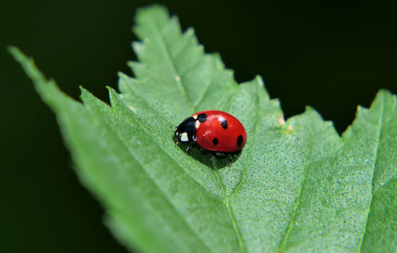 Photo wallpaper macro, beetle, insect