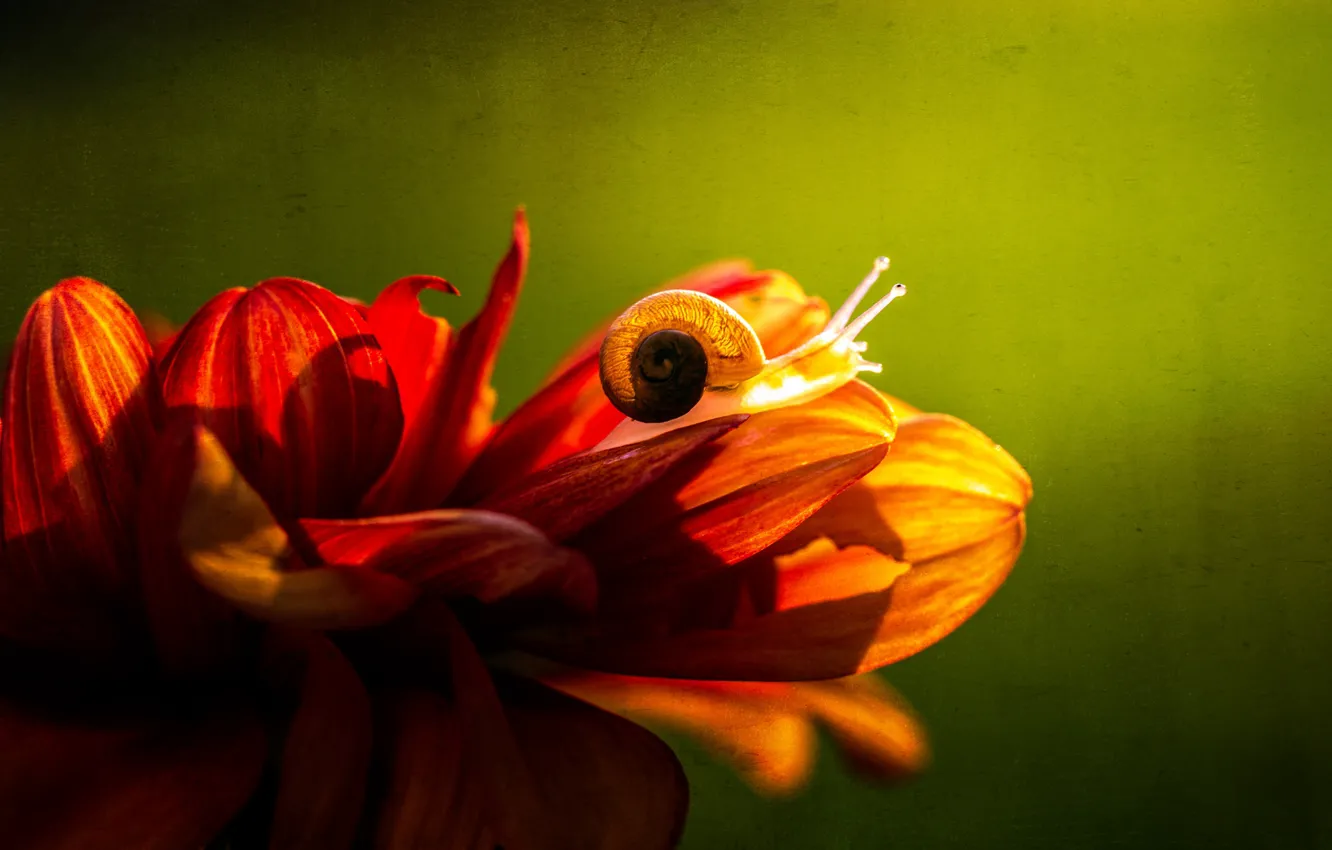 Photo wallpaper flower, macro, light, red, snail, petals, sink, shell