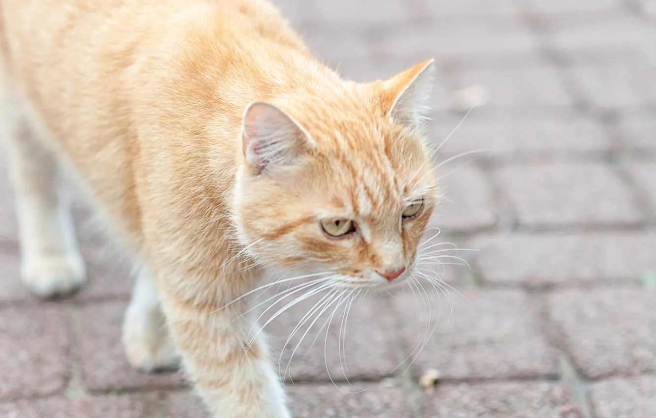 Photo wallpaper cat, cat, red, bridge, is