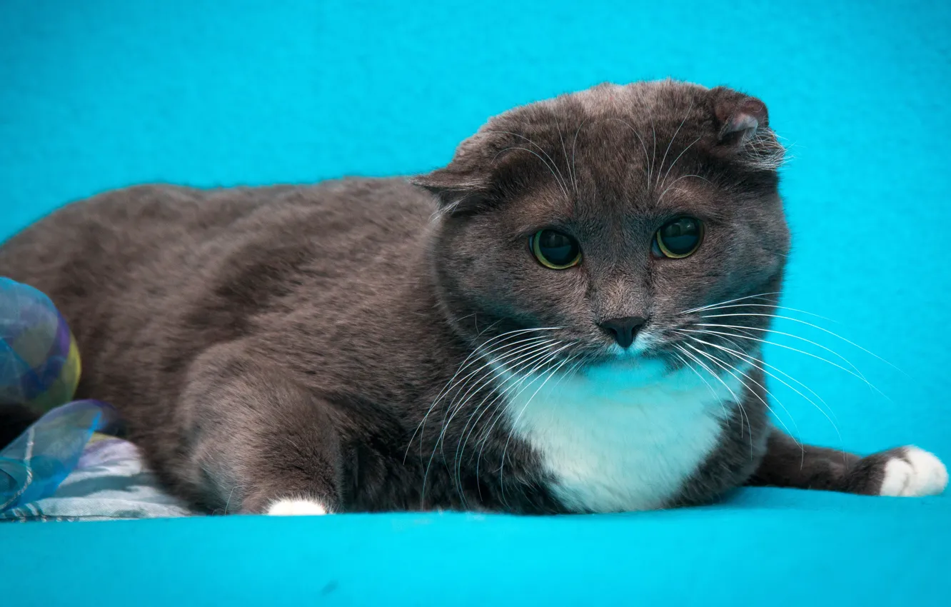 Photo wallpaper cat, cat, grey, blue background, Scottish fold, Wallpaper from lolita777