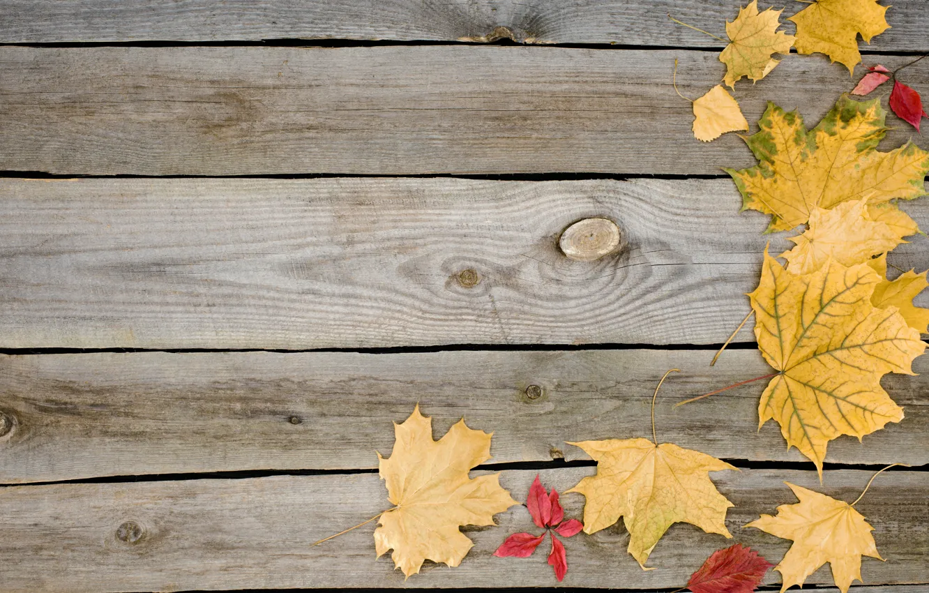 Photo wallpaper autumn, leaves, background, tree, Board, wood, background, autumn