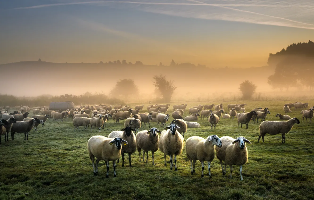 Photo wallpaper field, fog, sheep