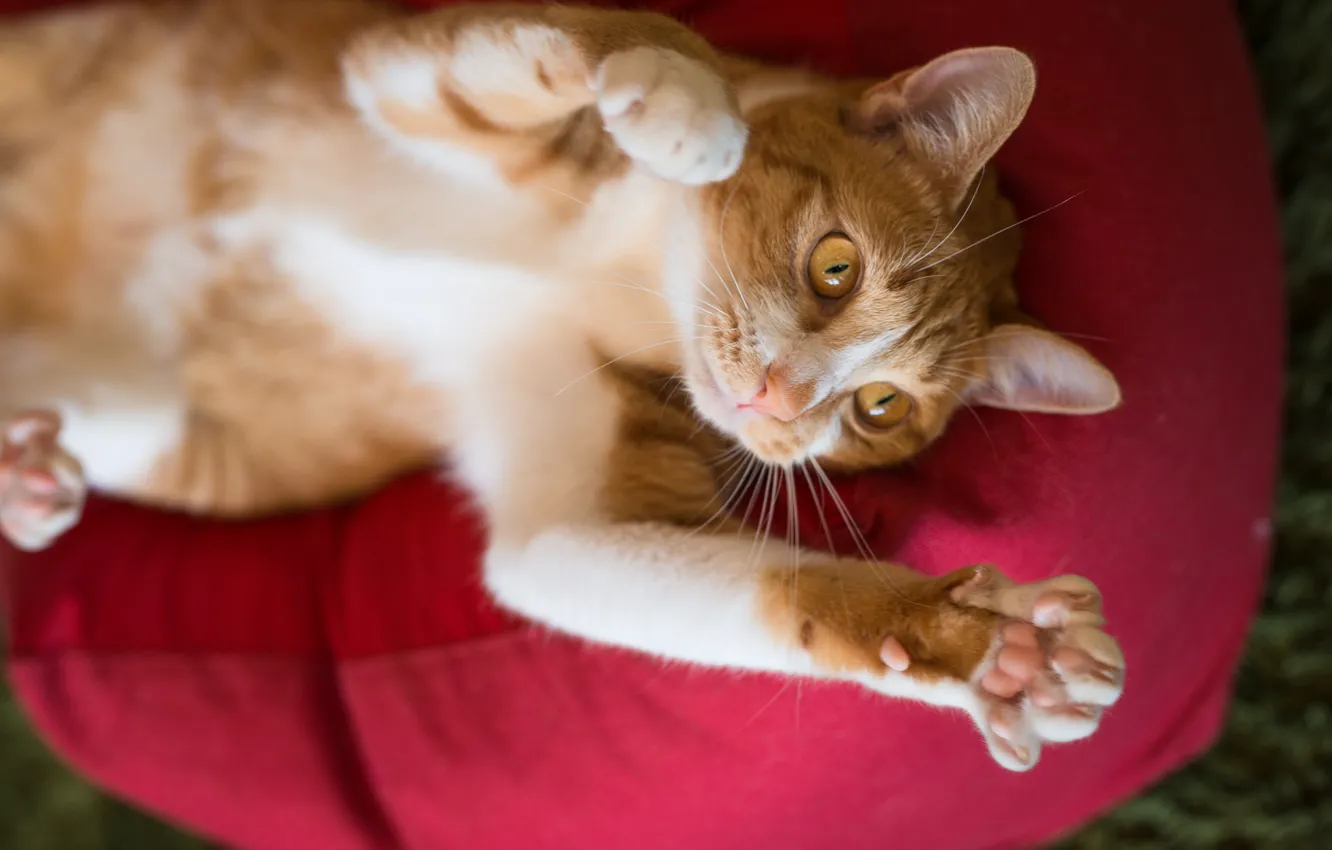 Photo wallpaper cat, cat, paws, pillow, kitty, Kota