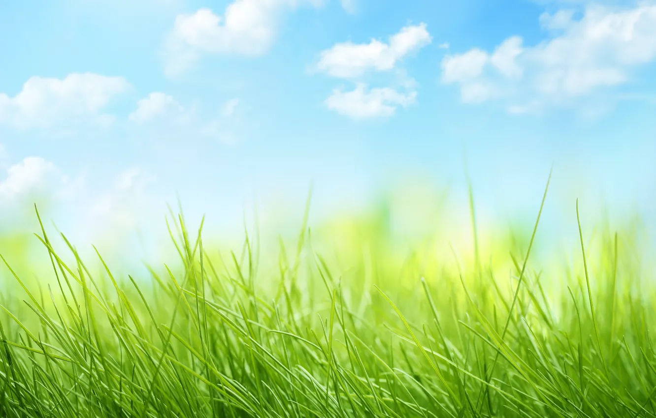 Photo wallpaper the sky, clouds, nature, grass, weed, sky, nature, clouds