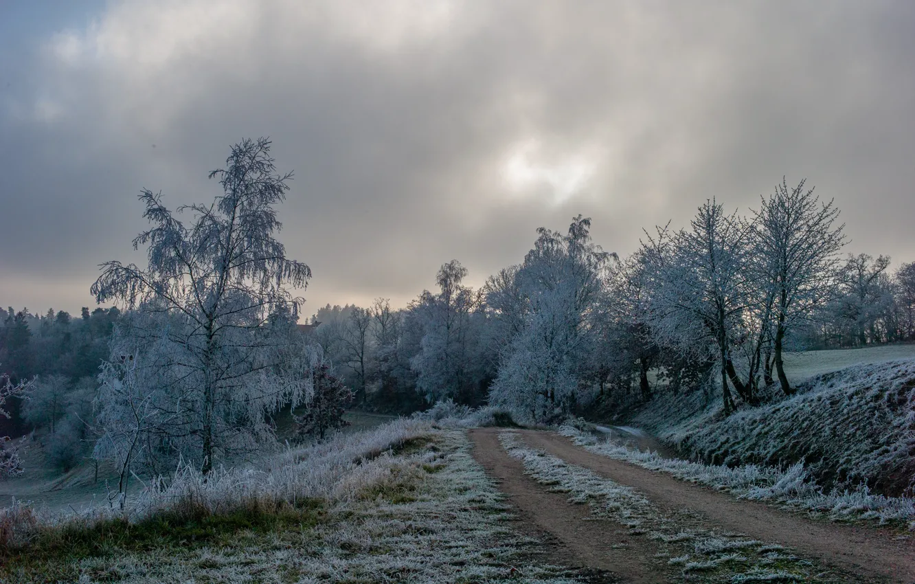 Photo wallpaper winter, frost, road, grass, trees, nature, frost