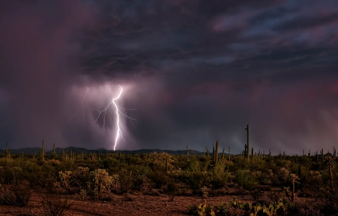 Photo wallpaper the sky, night, lightning, desert, cactus