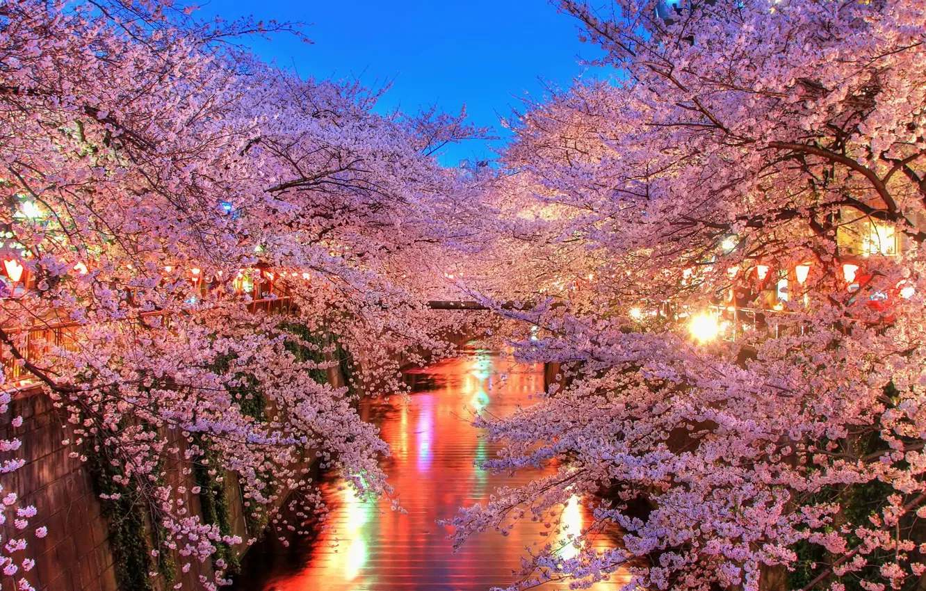 Photo wallpaper FLOWERS, LIGHT, SPRING, TREES, RIVER, LIGHTS