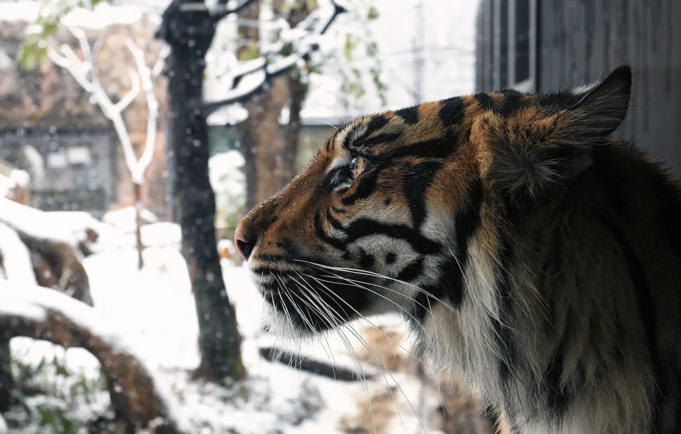 Photo wallpaper winter, face, snow, tiger, predator, profile, fur, wild cat