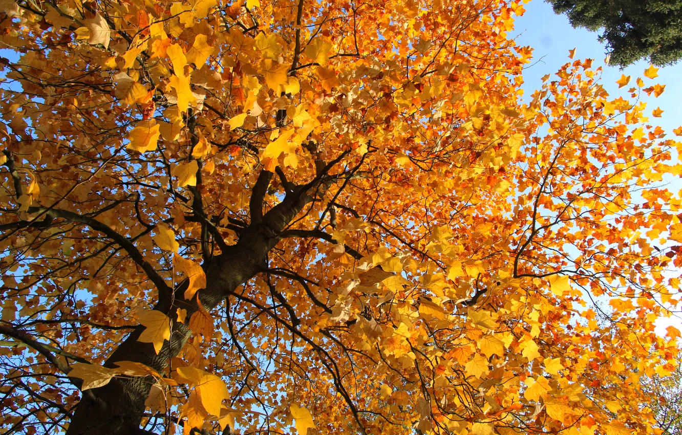 Photo wallpaper autumn, tree, fall