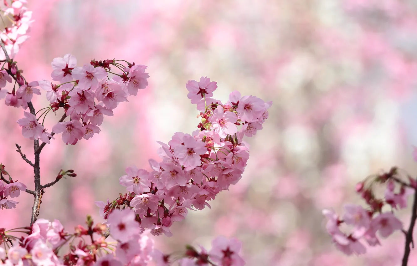 Photo wallpaper flowers, branches, background, spring, Sakura, pink, flowering