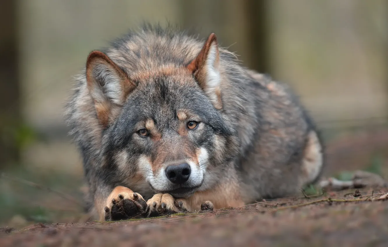 Photo wallpaper look, face, nature, grey, wolf, portrait, lies