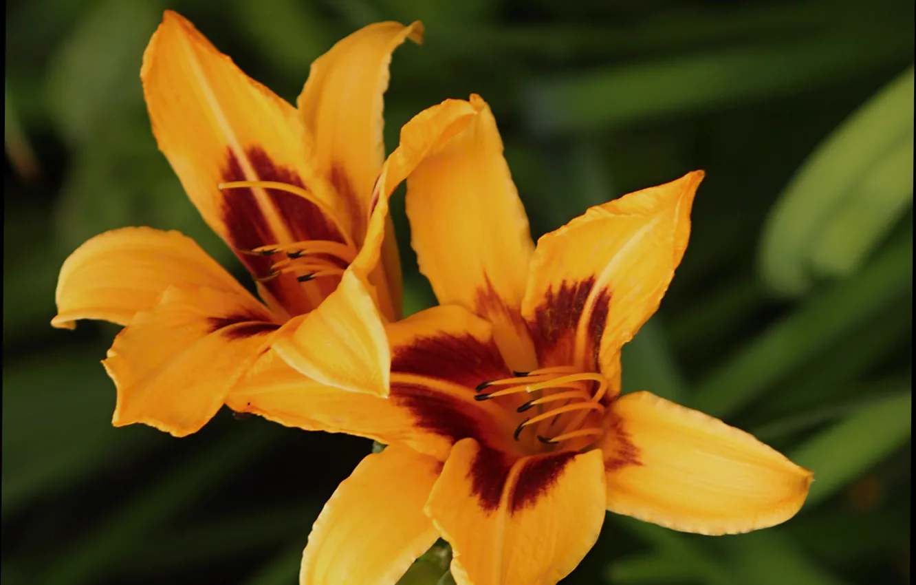 Photo wallpaper bokeh, Yellow lily, Yellow lilies