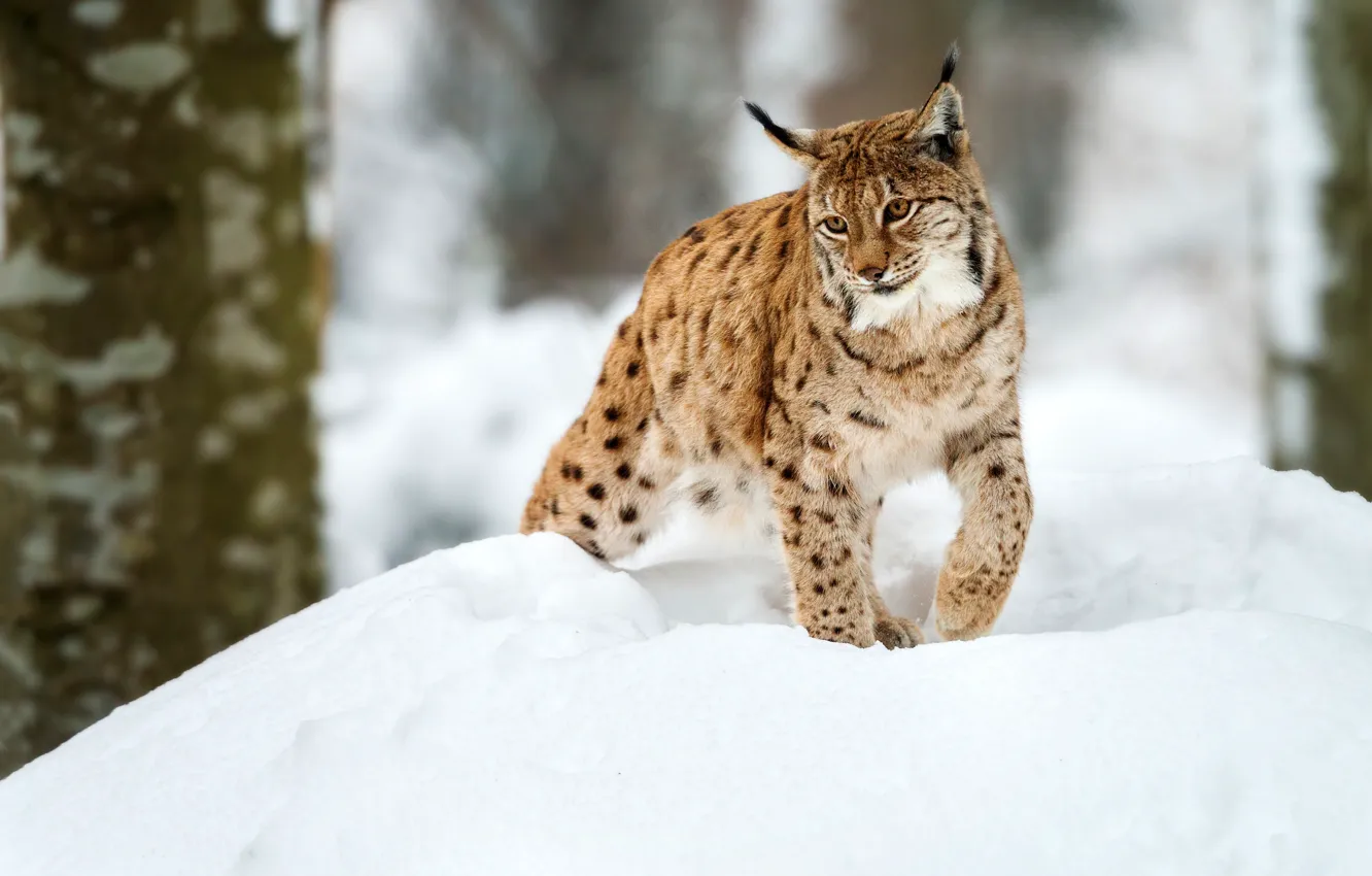 Photo wallpaper winter, forest, look, snow, trees, nature, pose, the snow