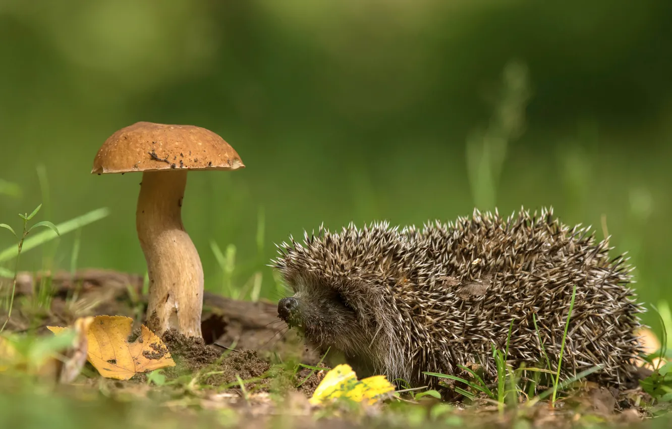 Photo wallpaper nature, mushroom, hedgehog, Andrey Kiselev