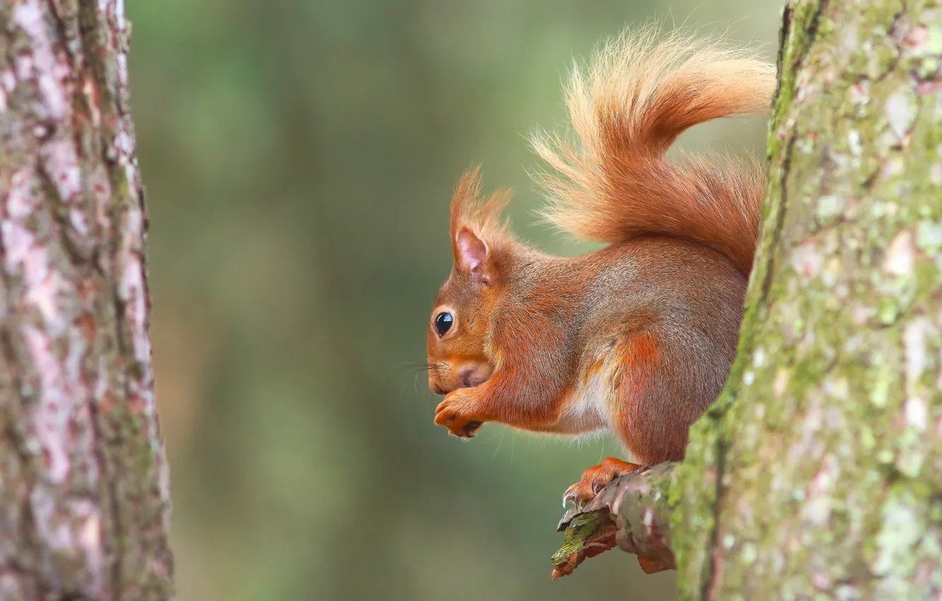 Photo wallpaper trees, protein, red