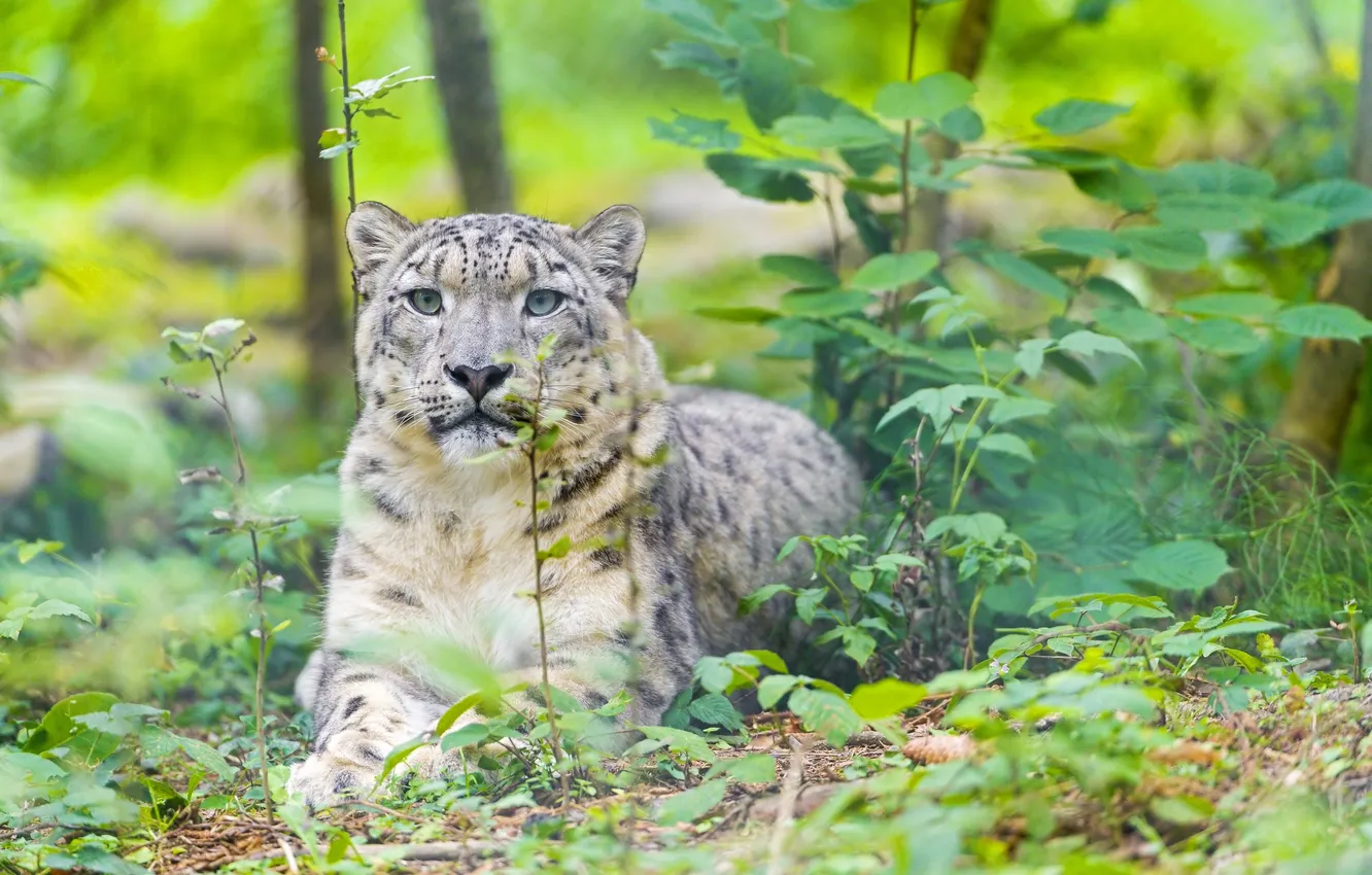 Photo wallpaper forest, IRBIS, snow leopard