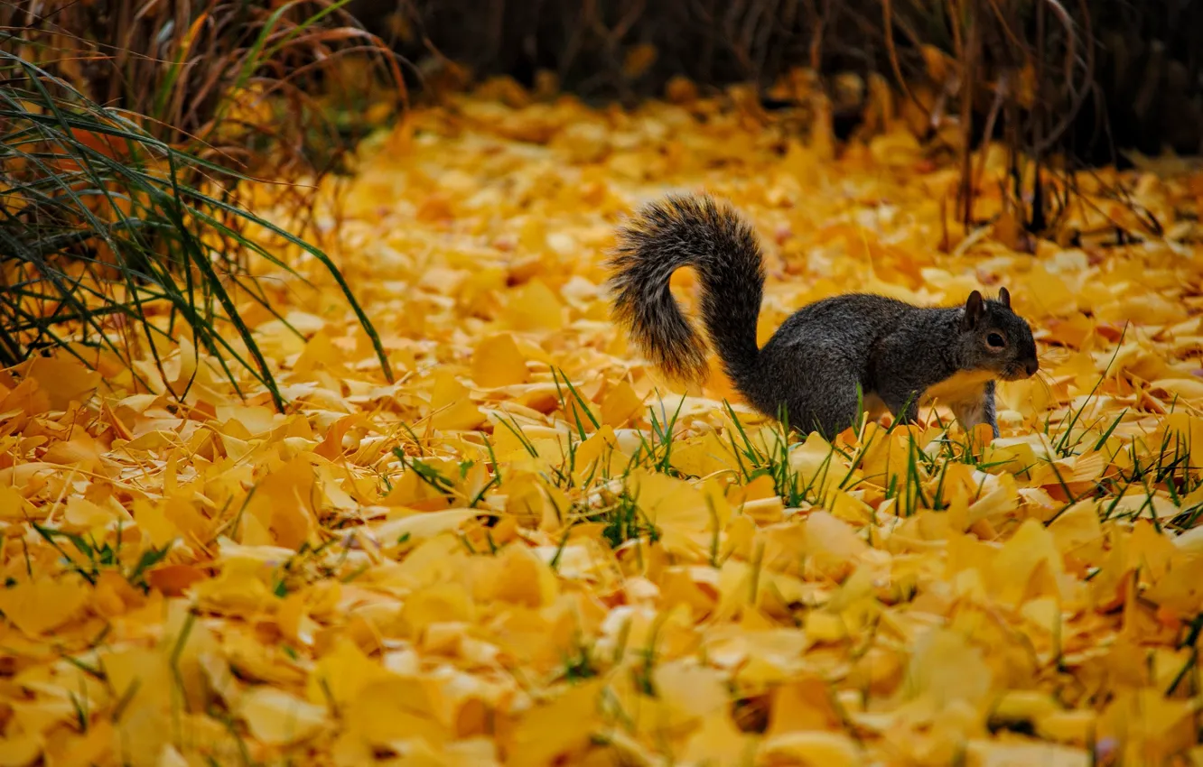 Photo wallpaper autumn, yellow, grey, protein, falling leaves, autumn leaves