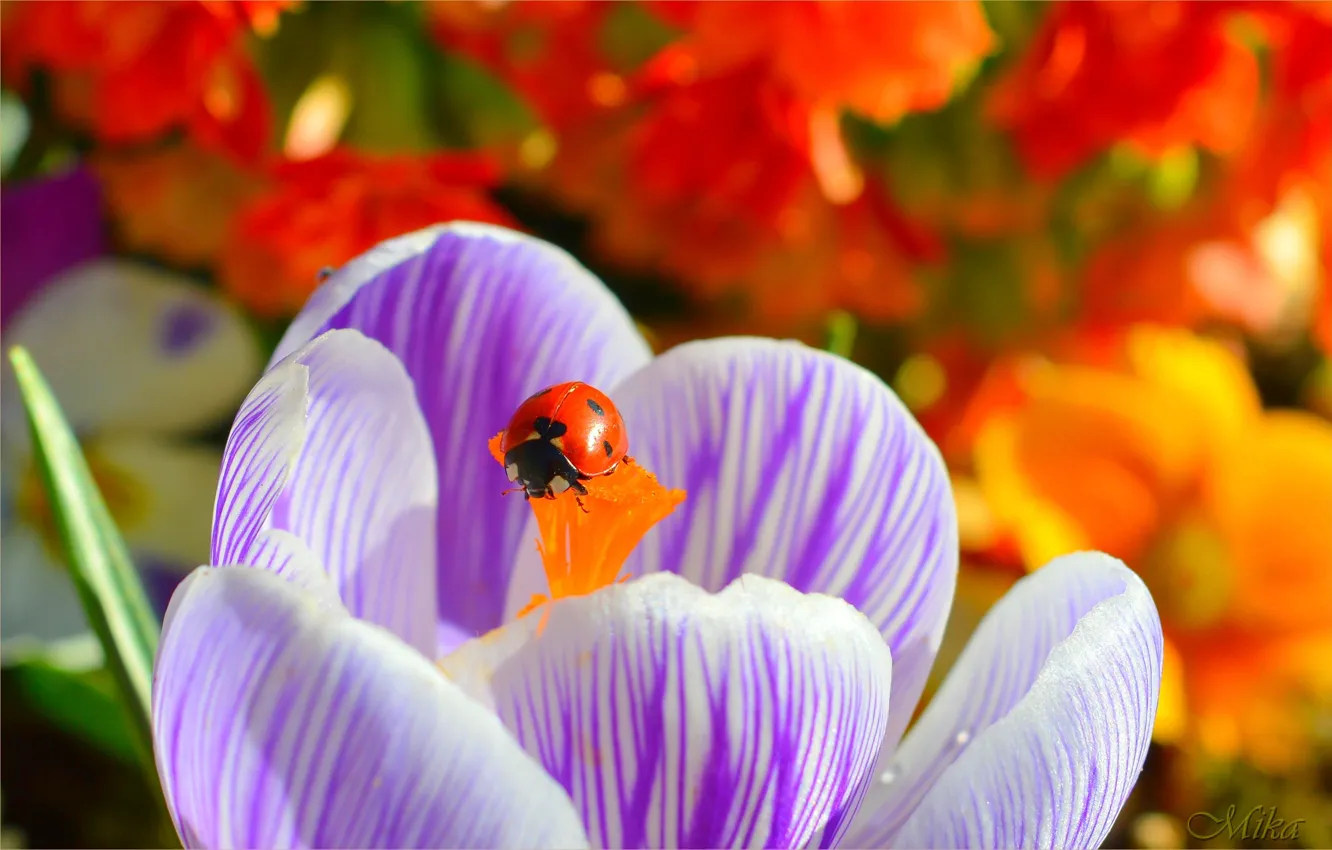 Photo wallpaper ladybug, crocuses, macro, Crocus