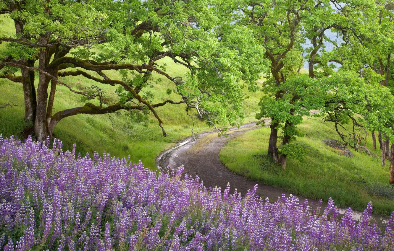 Photo wallpaper greens, trees, flowers, nature, track
