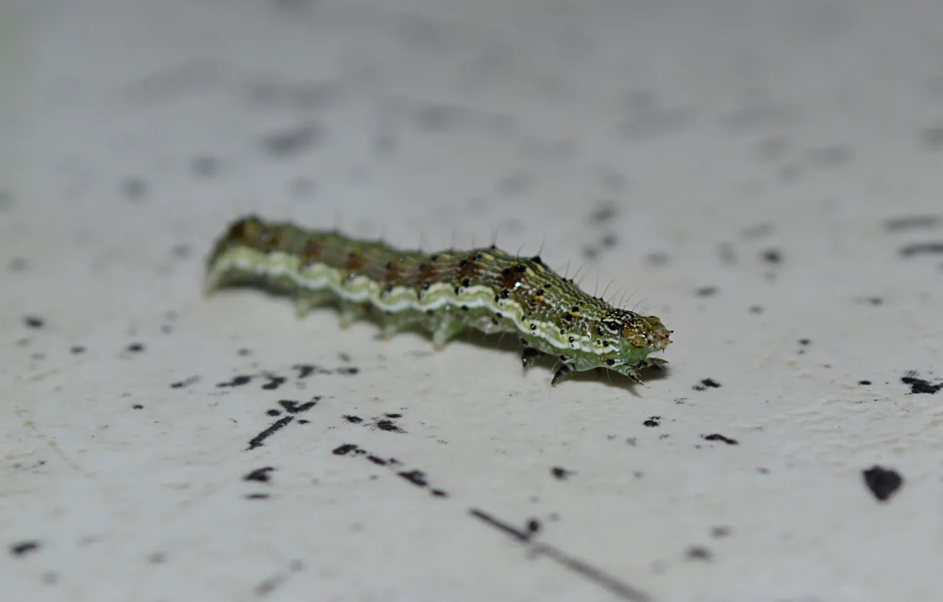 Photo wallpaper caterpillar, green, insect