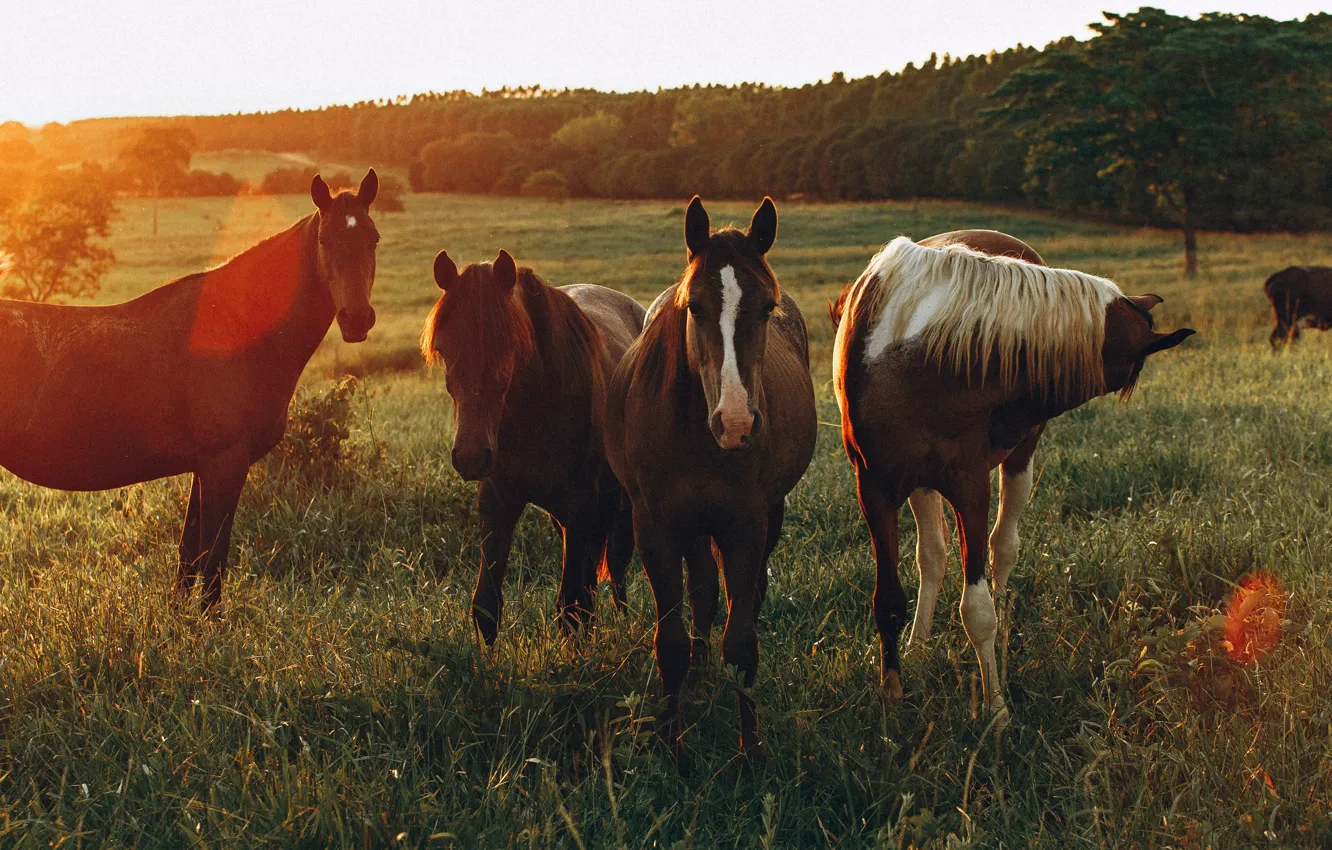 Photo wallpaper field, horse, horse