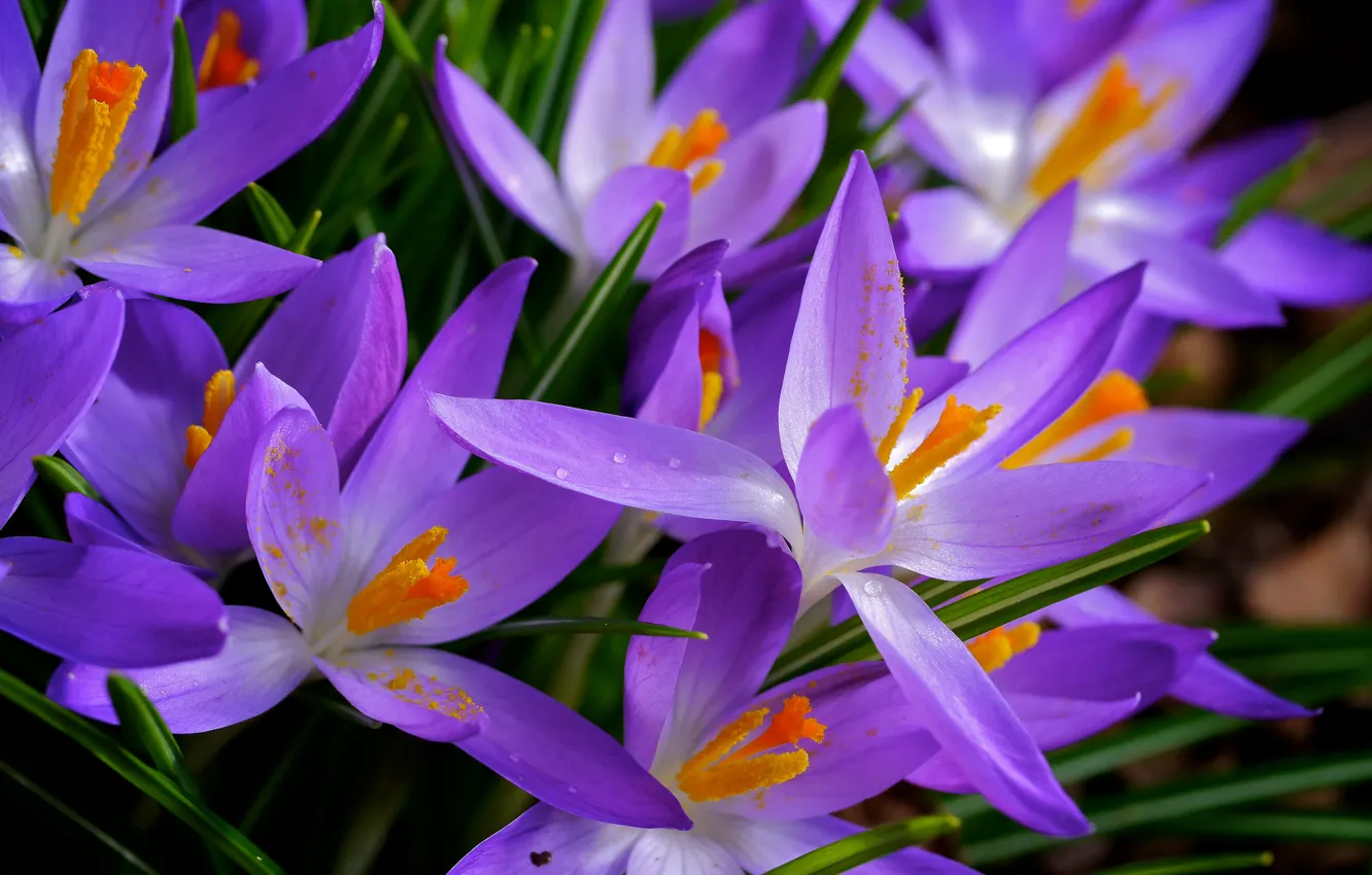 Photo wallpaper nature, paint, spring, petals, crocuses