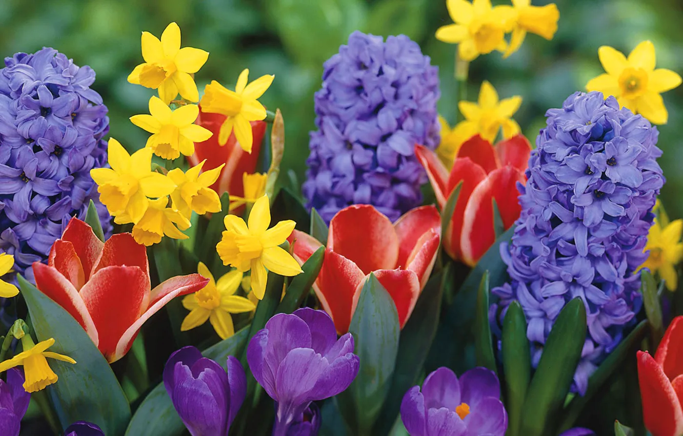 Photo wallpaper bouquet, petals, crocuses, tulips, flowerbed, Narcissus