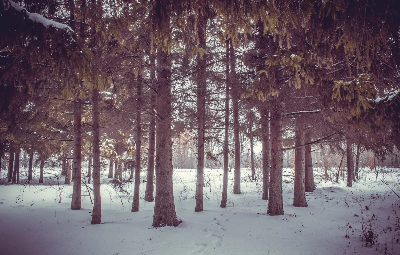 Photo wallpaper winter, forest, snow, traces, pine
