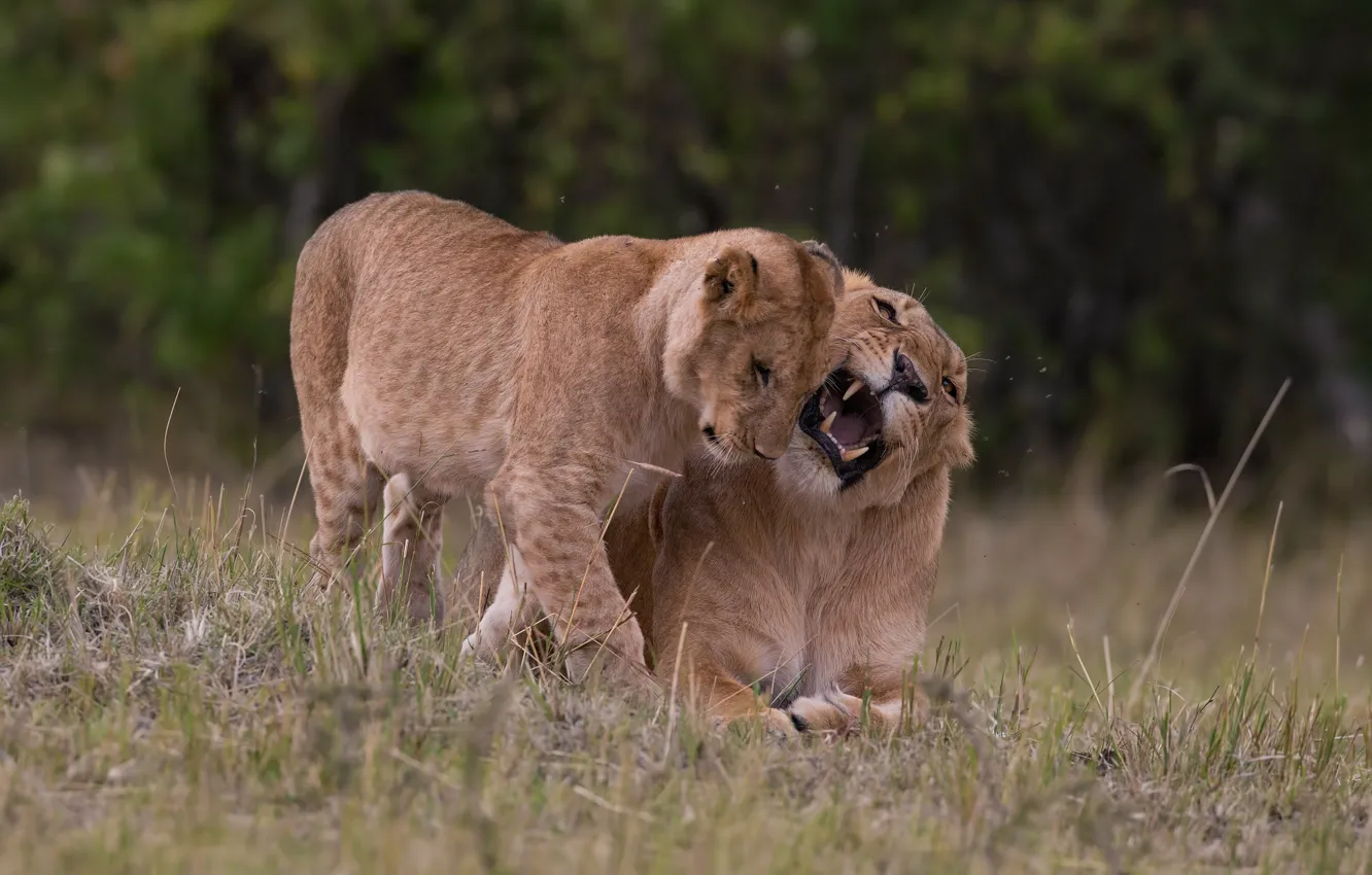 Photo wallpaper grass, pose, glade, two, Leo, mouth, pair, fangs
