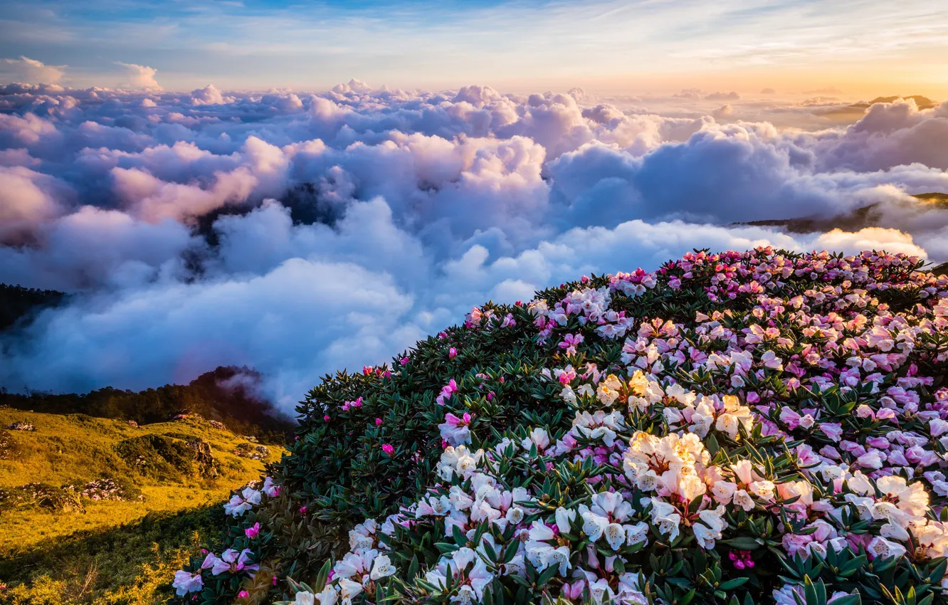 Photo wallpaper the sky, clouds, landscape, flowers, mountains, nature, fog, hills