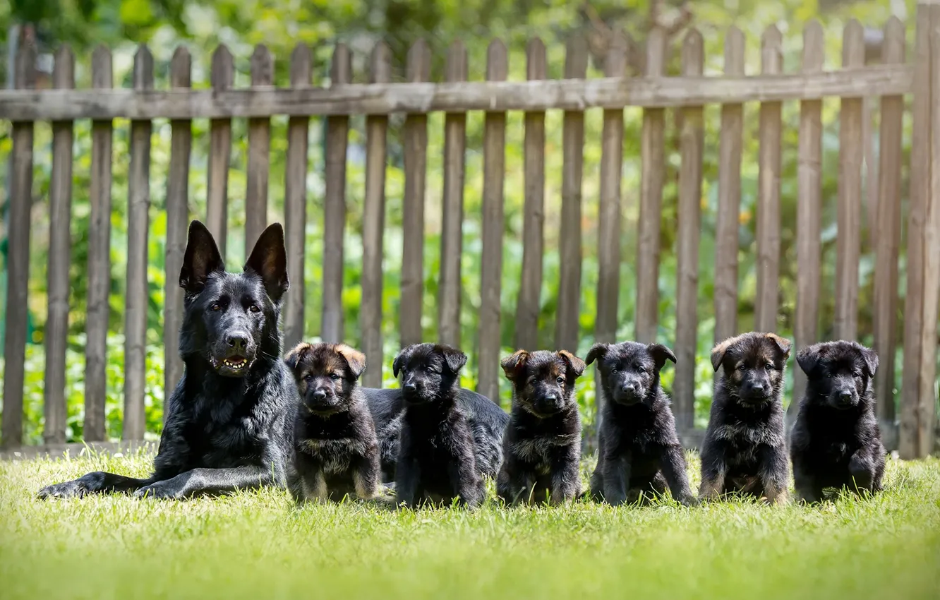 Photo wallpaper dogs, puppies, shepherd, German shepherd
