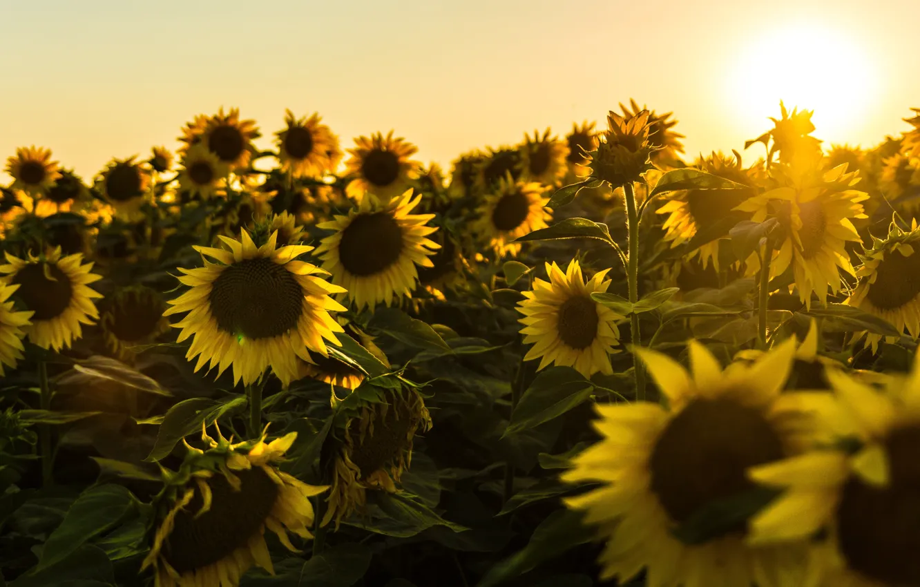 Photo wallpaper field, the sky, the sun, light, sunflowers, sunset, yellow, a lot