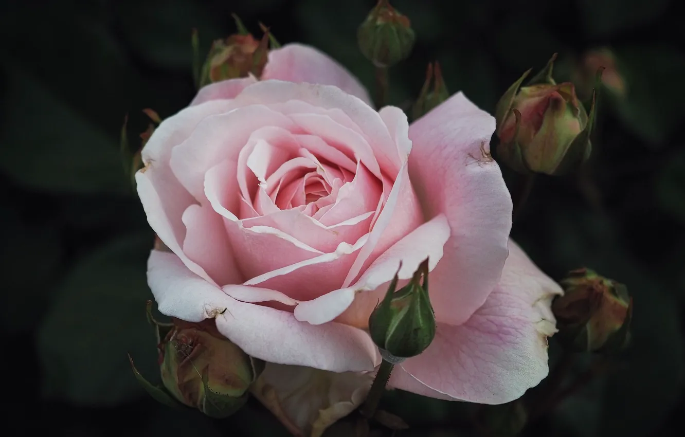 Photo wallpaper flower, the dark background, pink, rose, Bud