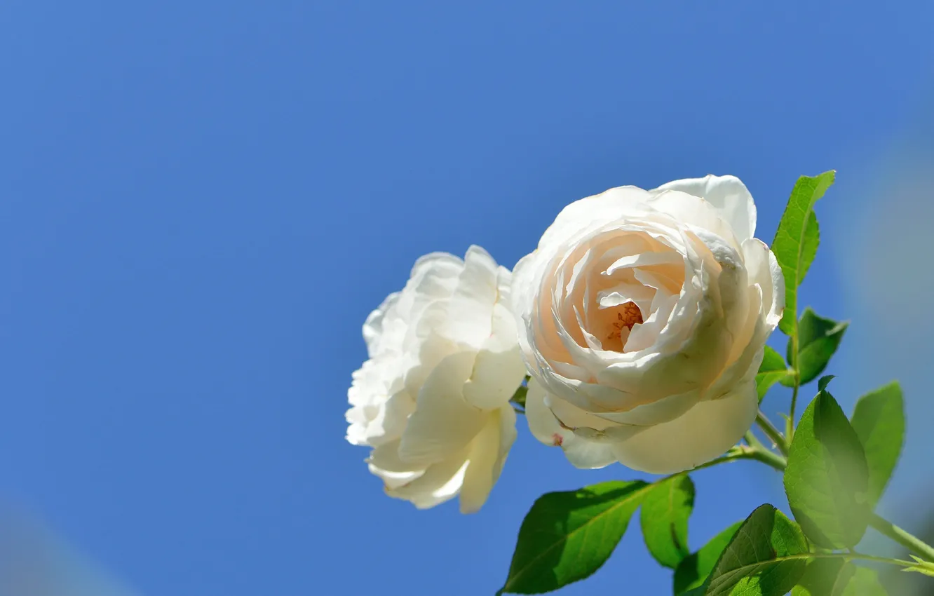 Photo wallpaper the sky, background, roses