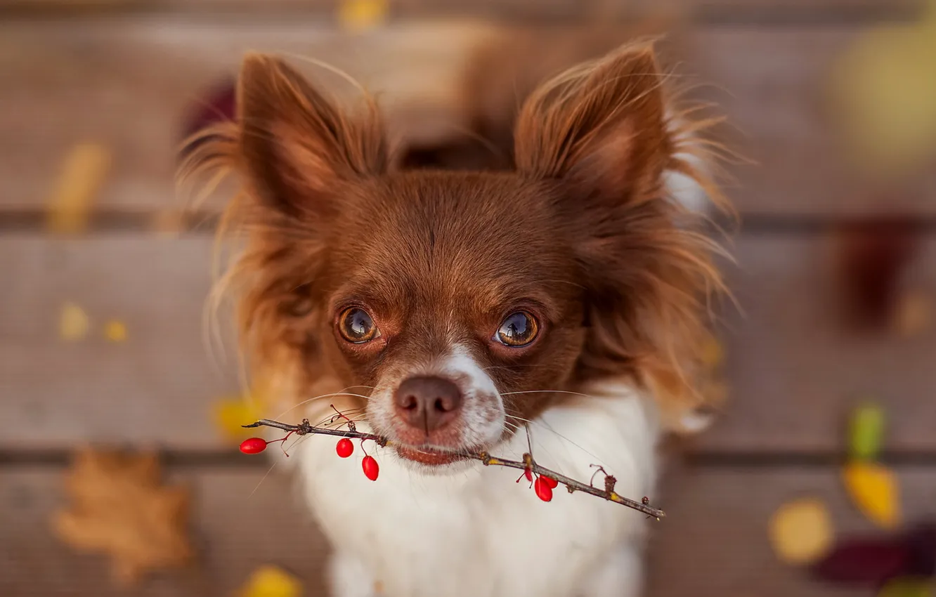 Photo wallpaper look, each, dog