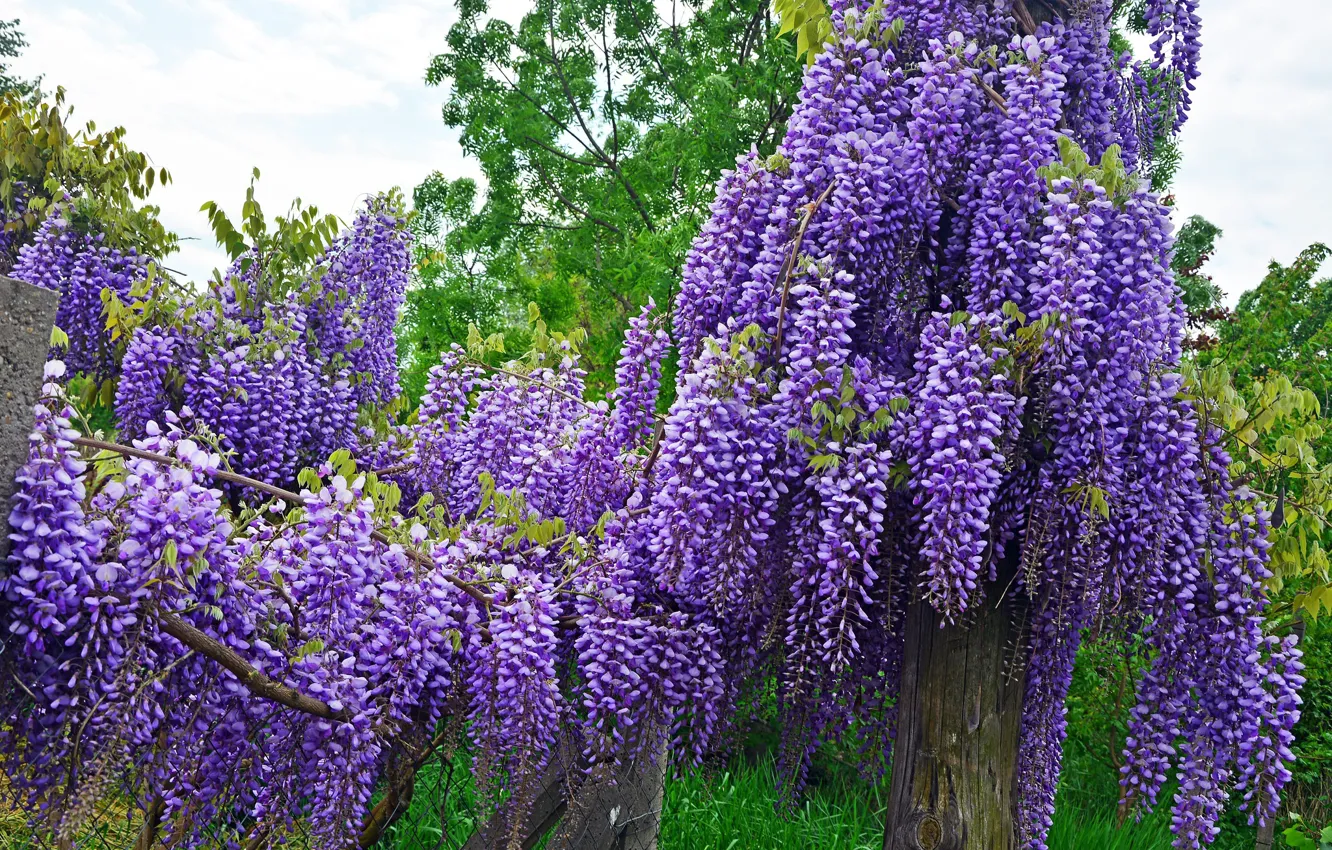 Photo wallpaper purple, Wisteria, Wisteria