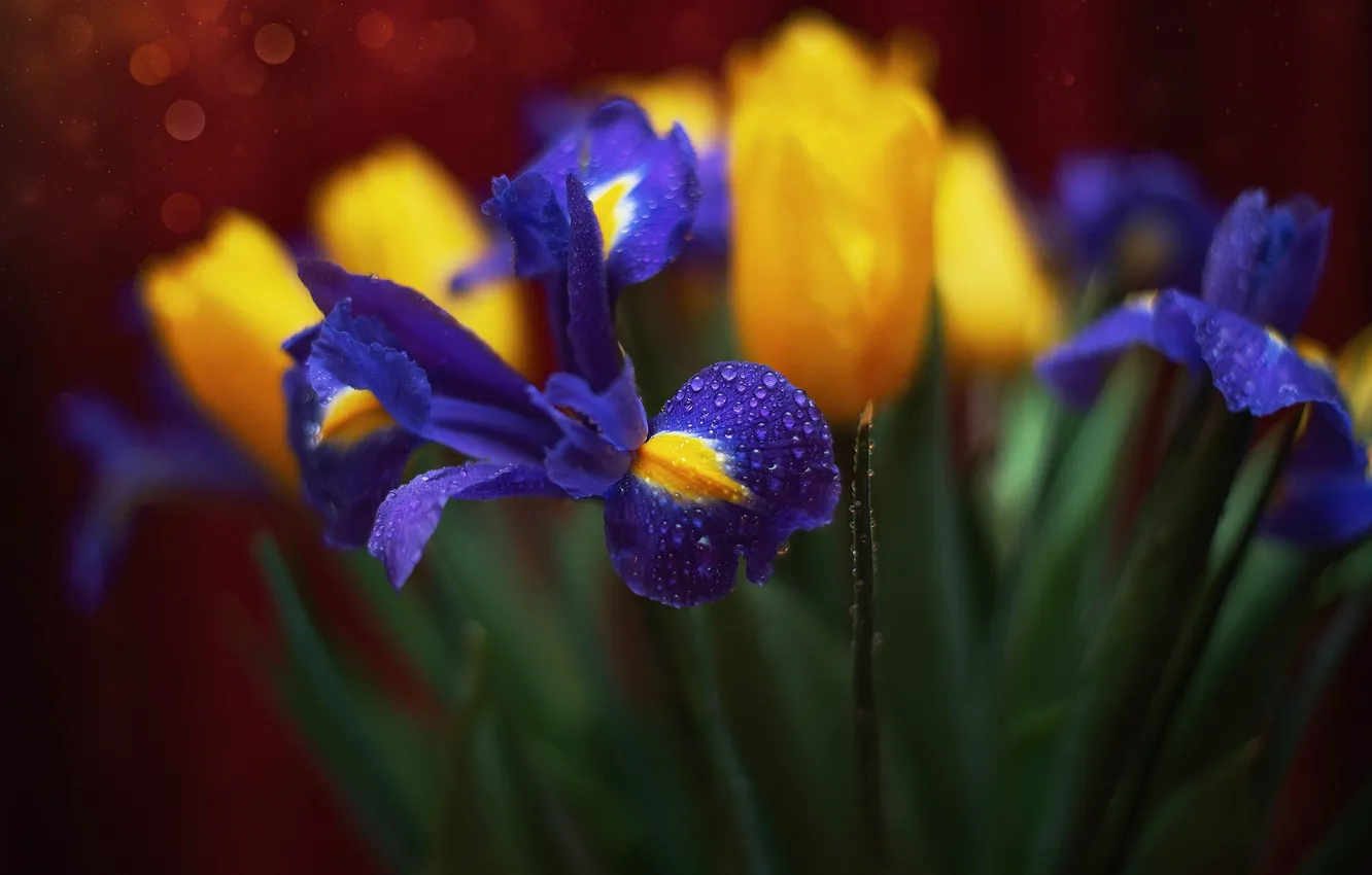 Photo wallpaper water, drops, macro, flowers, petals, tulips, irises, bokeh