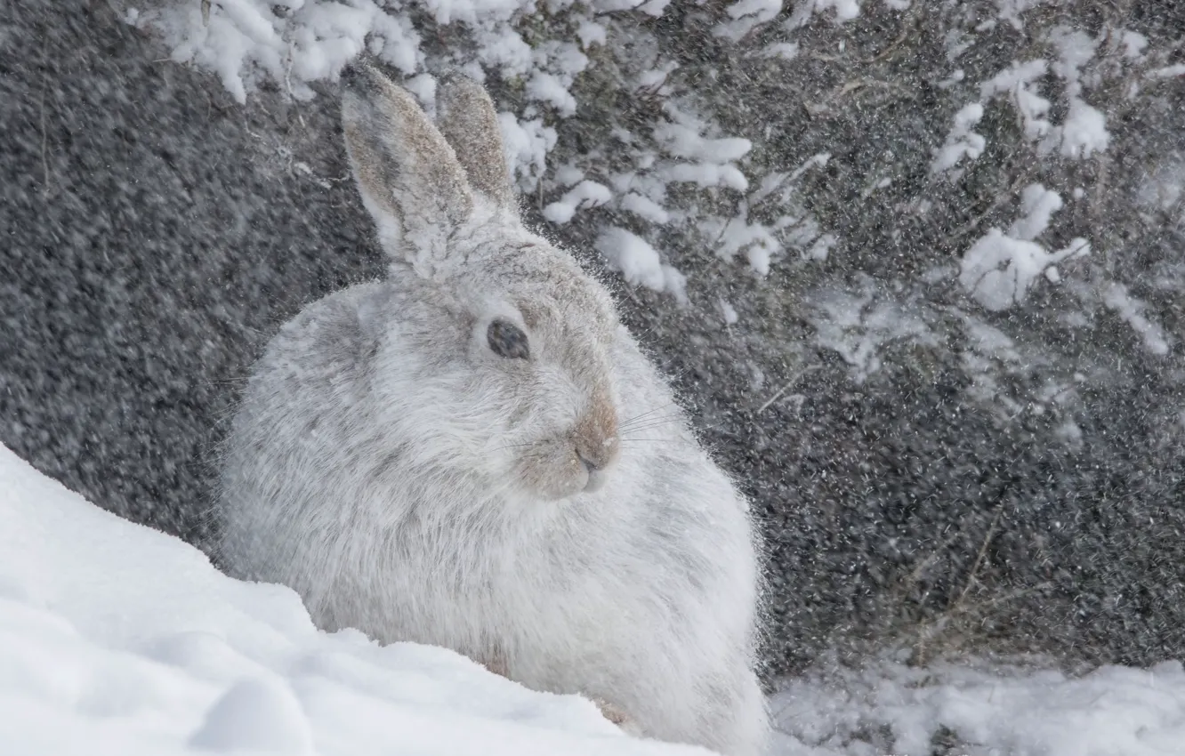 Photo wallpaper winter, snow, nature, hare