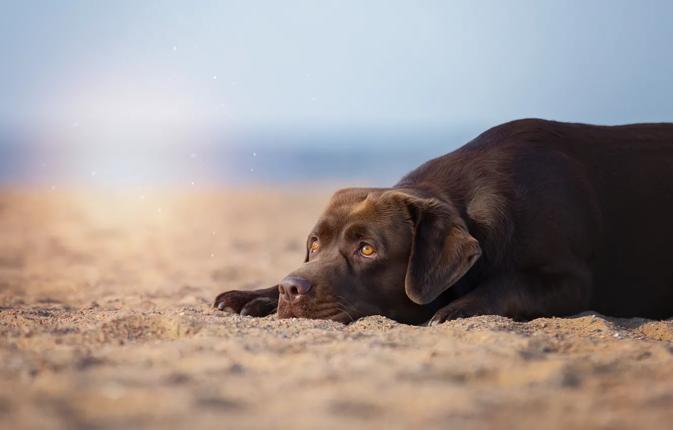 Photo wallpaper sand, animal, dog, dog, Anna Oris