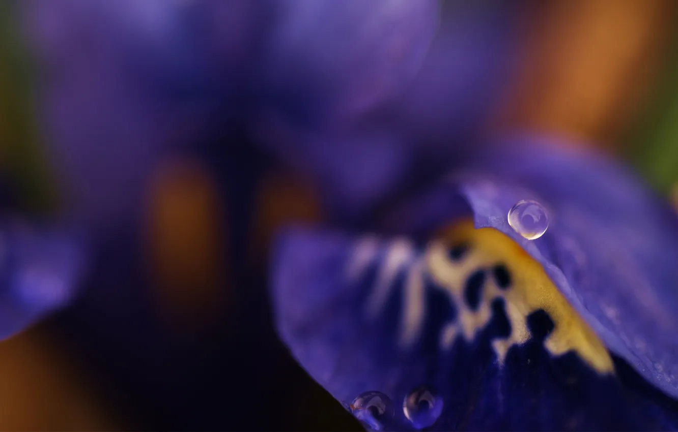 Photo wallpaper flower, drop, focus, blur, iris