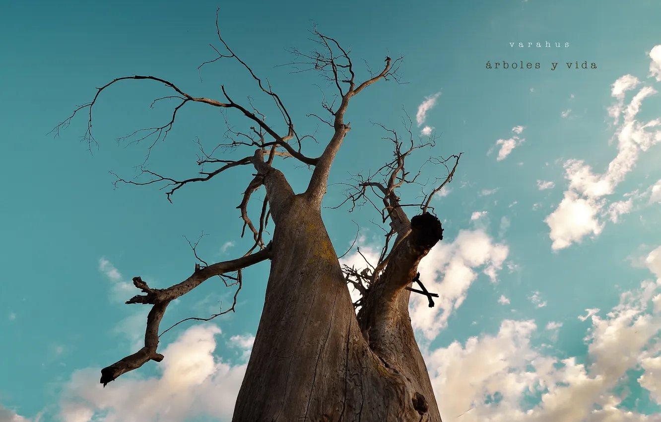 Photo wallpaper the sky, trees, nature