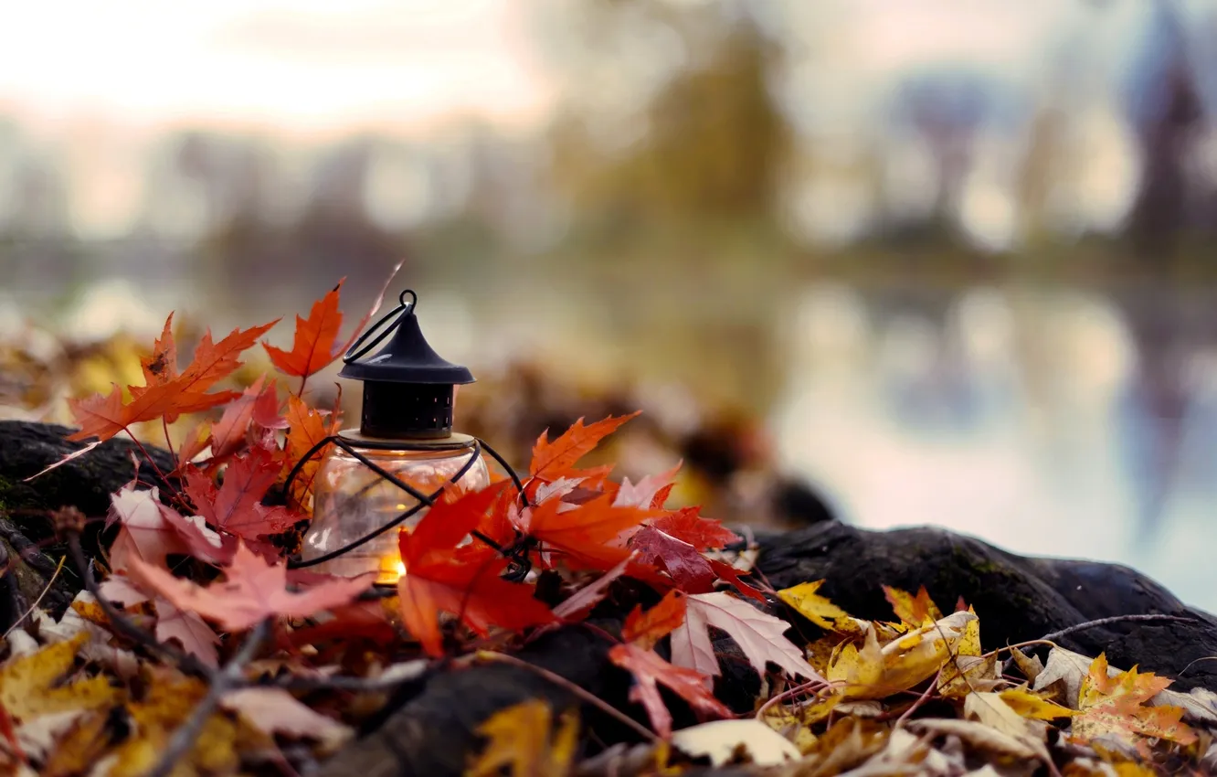 Photo wallpaper autumn, leaves, branches, nature, candle, yellow, lantern, Burgundy