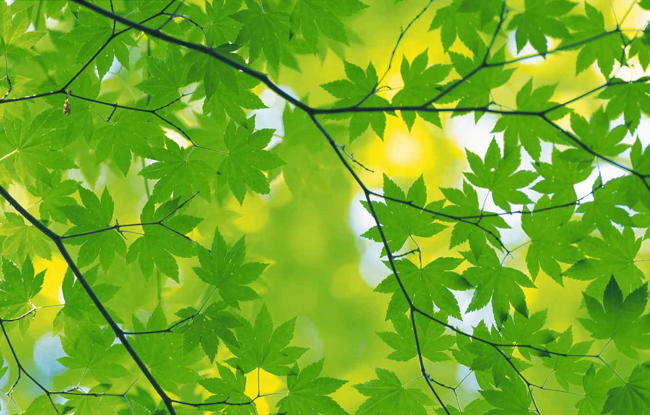 Photo wallpaper summer, leaves, green, leaves