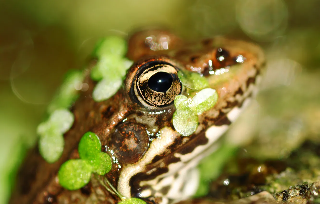 Photo wallpaper greens, frog, bokeh